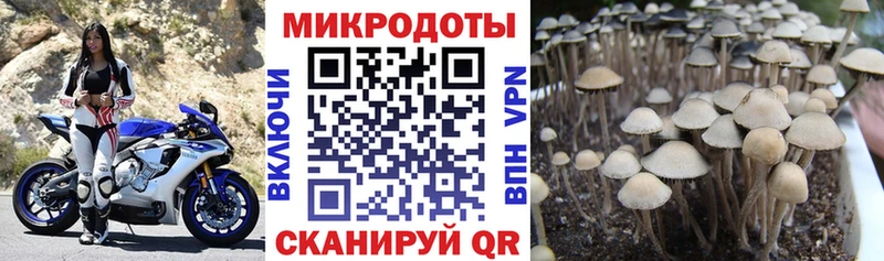 как найти наркотики  это состав  Псилоцибиновые грибы GOLDEN TEACHER  Ленинск-Кузнецкий  OMG как зайти 